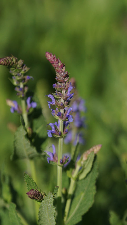Salvia nemorosa 'Blauhügel' - Steppen-Salbei