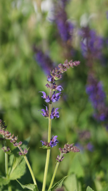 Salvia nemorosa 'Mainacht' - Steppen-Salbei