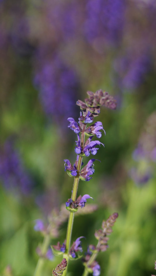 Salvia nemorosa 'Mainacht' - Steppen-Salbei