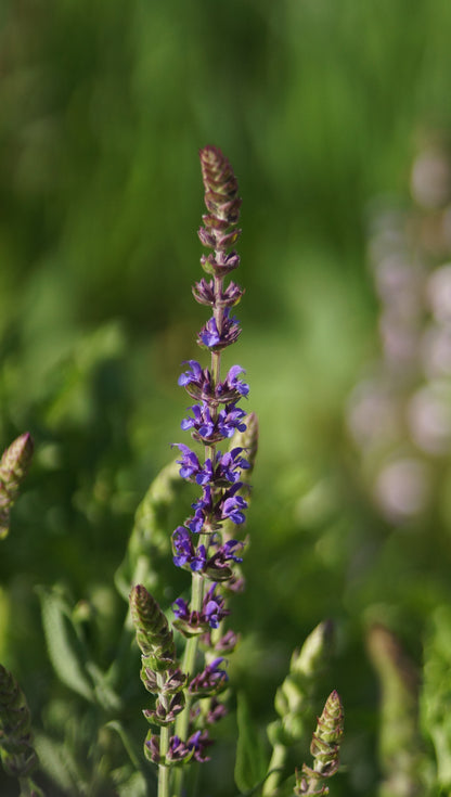 Salvia nemorosa 'Ostfriesland' - Steppen-Salbei