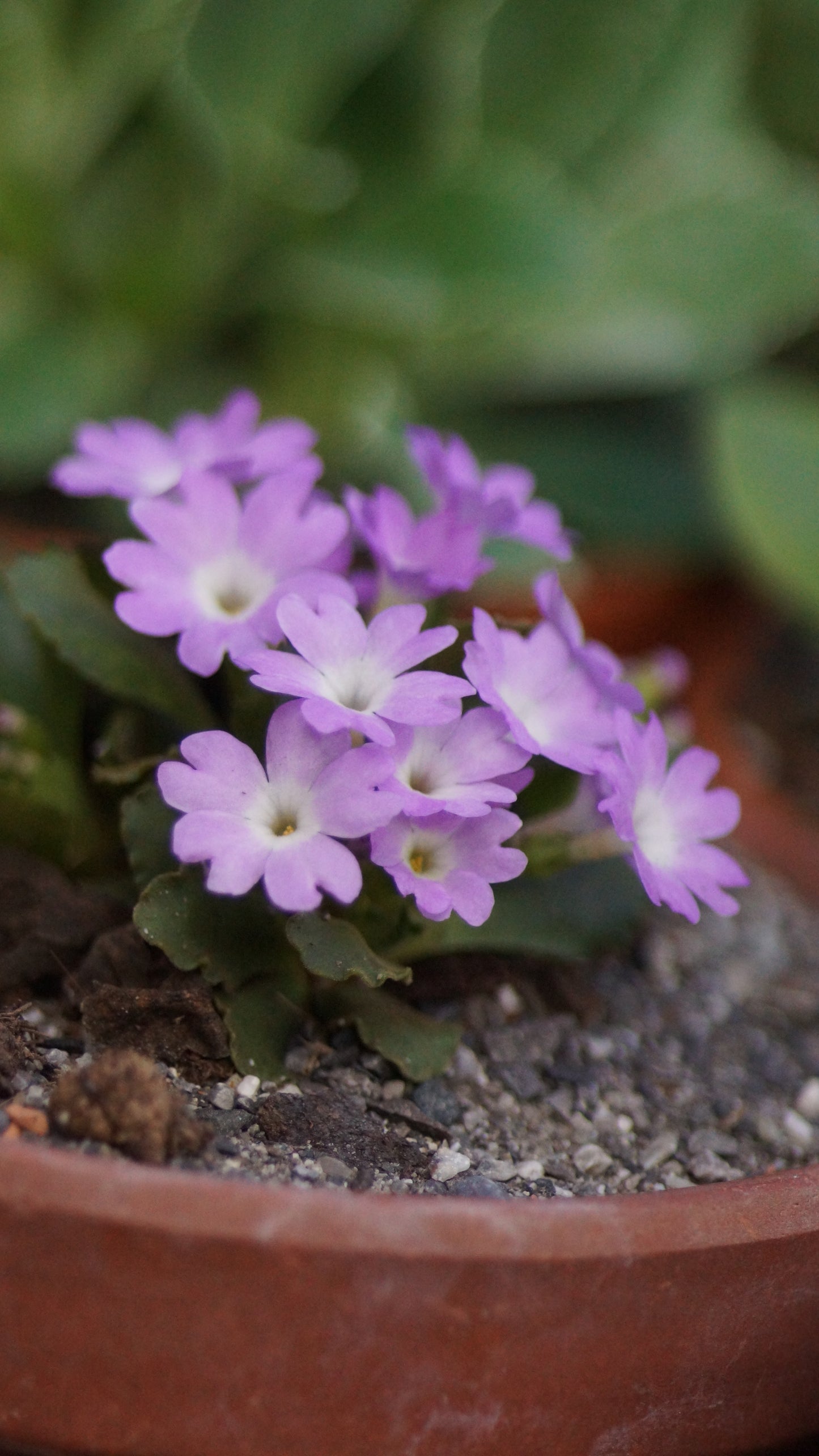 Primula hirsuta x allionii 'A. Griffiti' - Allioni Primel