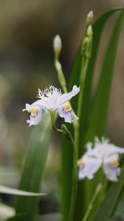 Iris japonica - Japanische Schwertlilie