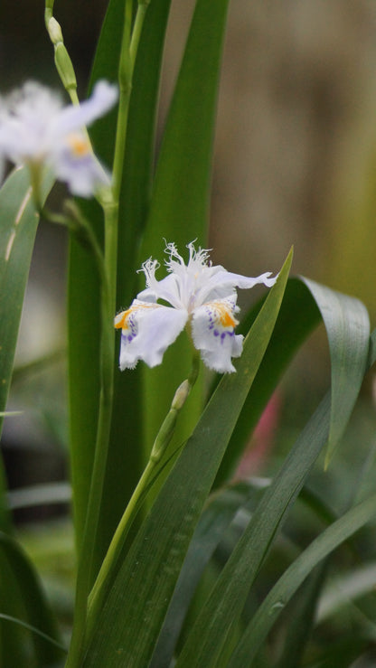 Iris japonica - Japanische Schwertlilie