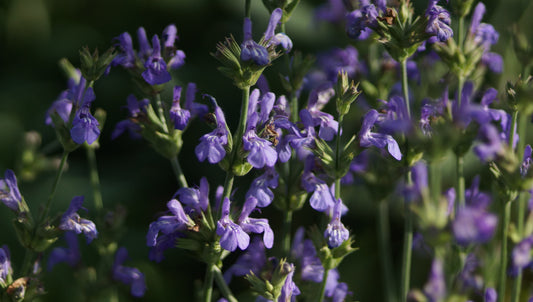 Salvia officinalis 'Grete Stölzle' - Gewürz-Salbei