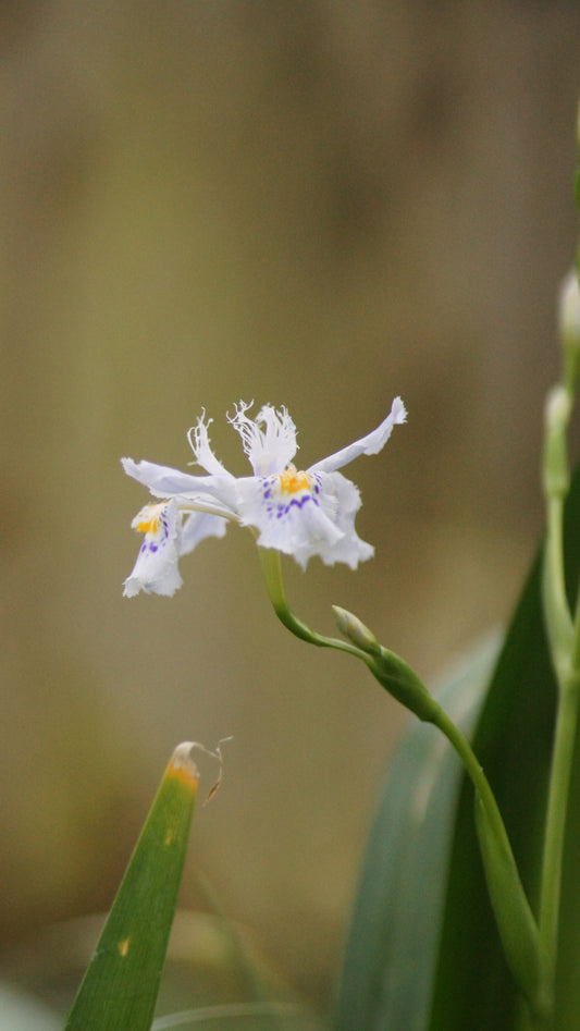 Iris japonica - Japanische Schwertlilie