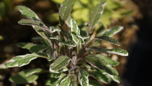 Salvia officinalis 'Tricolor' - Bunter Gewürz-Salbei