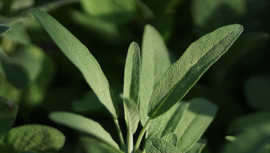 Salvia officinalis - Echter Salbei