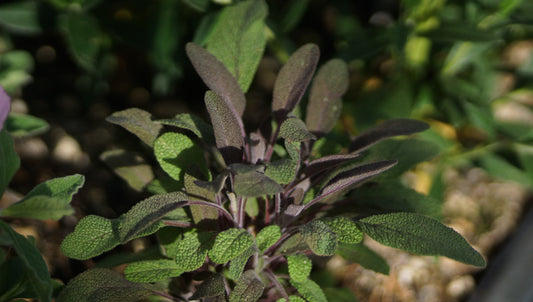 Salvia officinalis 'Purpurascens' - Purpur-Gewürz-Salbei