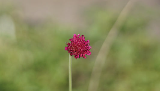 Knautia macedonica 'Mars Midget' - Kleine Purpur-Witwenblume