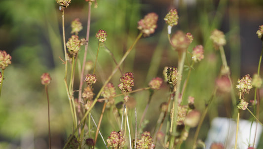 Sanguisorba minor - Kleiner Wiesenknopf