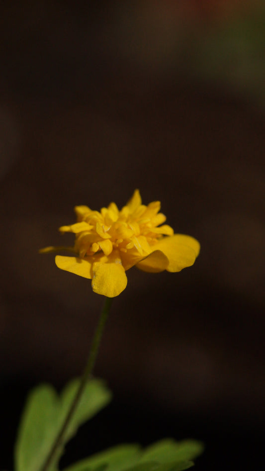 Anemone ranunculoides 'Nannerl' - Gelbes Buschwindröschen