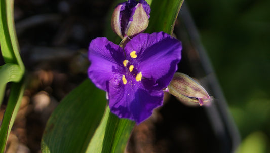 Tradescantia x andersoniana 'Zwanenburg Blue' - Dreimasterblume