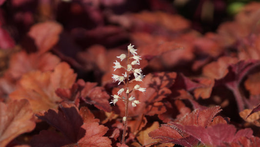 x Heucherella tiarelloides 'Buttered Rum' - Schaumglöckchen