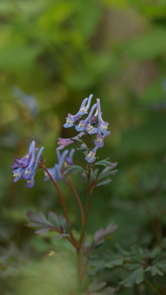 Corydalis flexuosa 'Purple Leaf' - Blauer Lerchensporn
