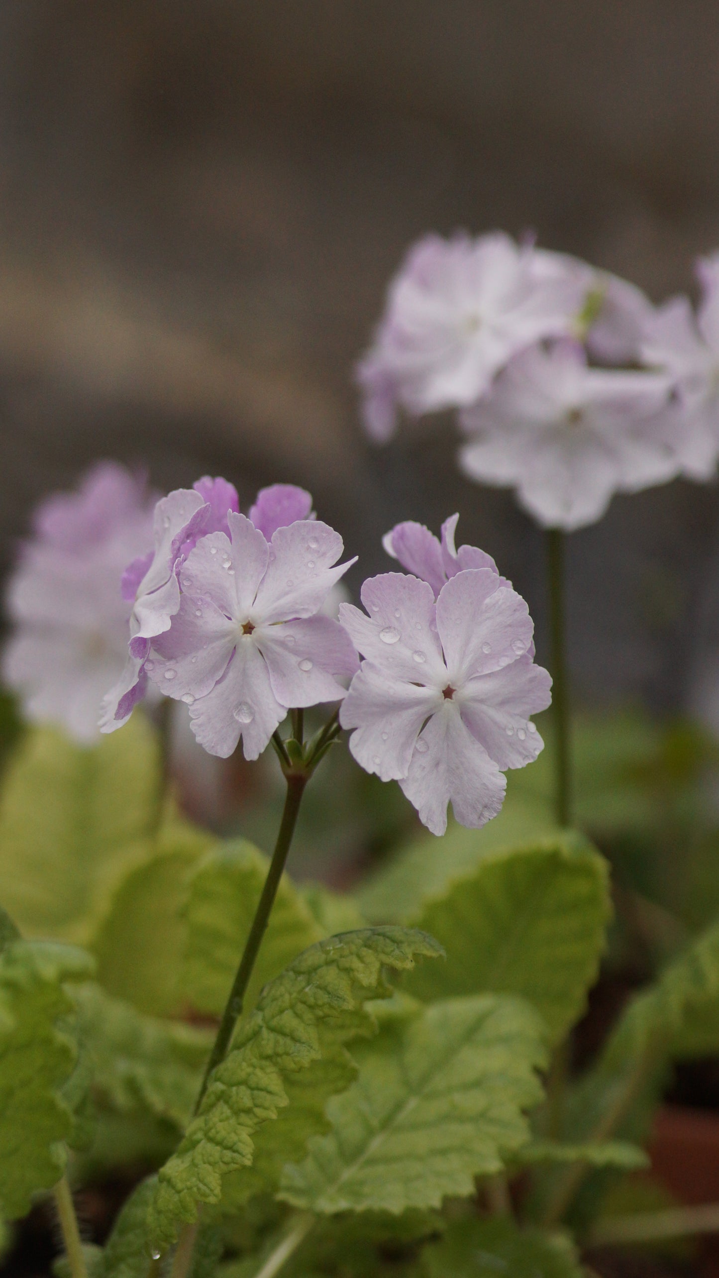 Primula sieboldii 'Coshibori' – Japanische Dolden-Primel
