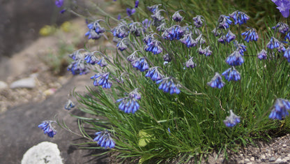 Moltkia petraea - Felsen-Moltkie