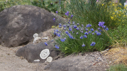 Moltkia petraea - Felsen-Moltkie