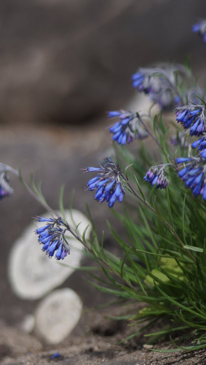 Moltkia petraea - Felsen-Moltkie