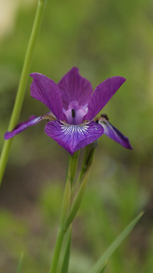 Iris sibirica 'Sparkling Rose' - Wiesen-Schwertlilie