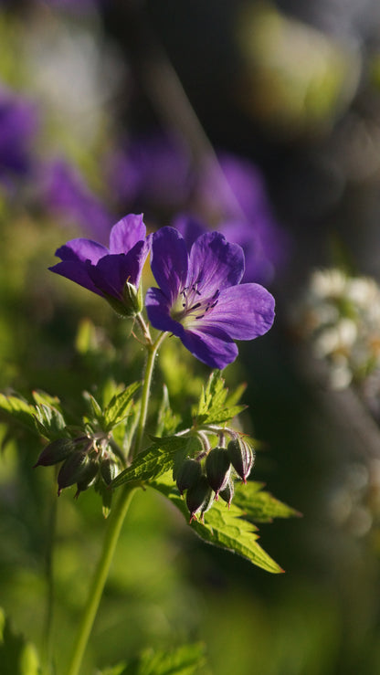 Geranium sylvaticum 'Mayflower' - Wald-Strochschnabel