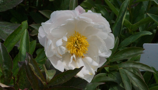 Paeonia lactiflora 'Miss America' - Pfingstrose