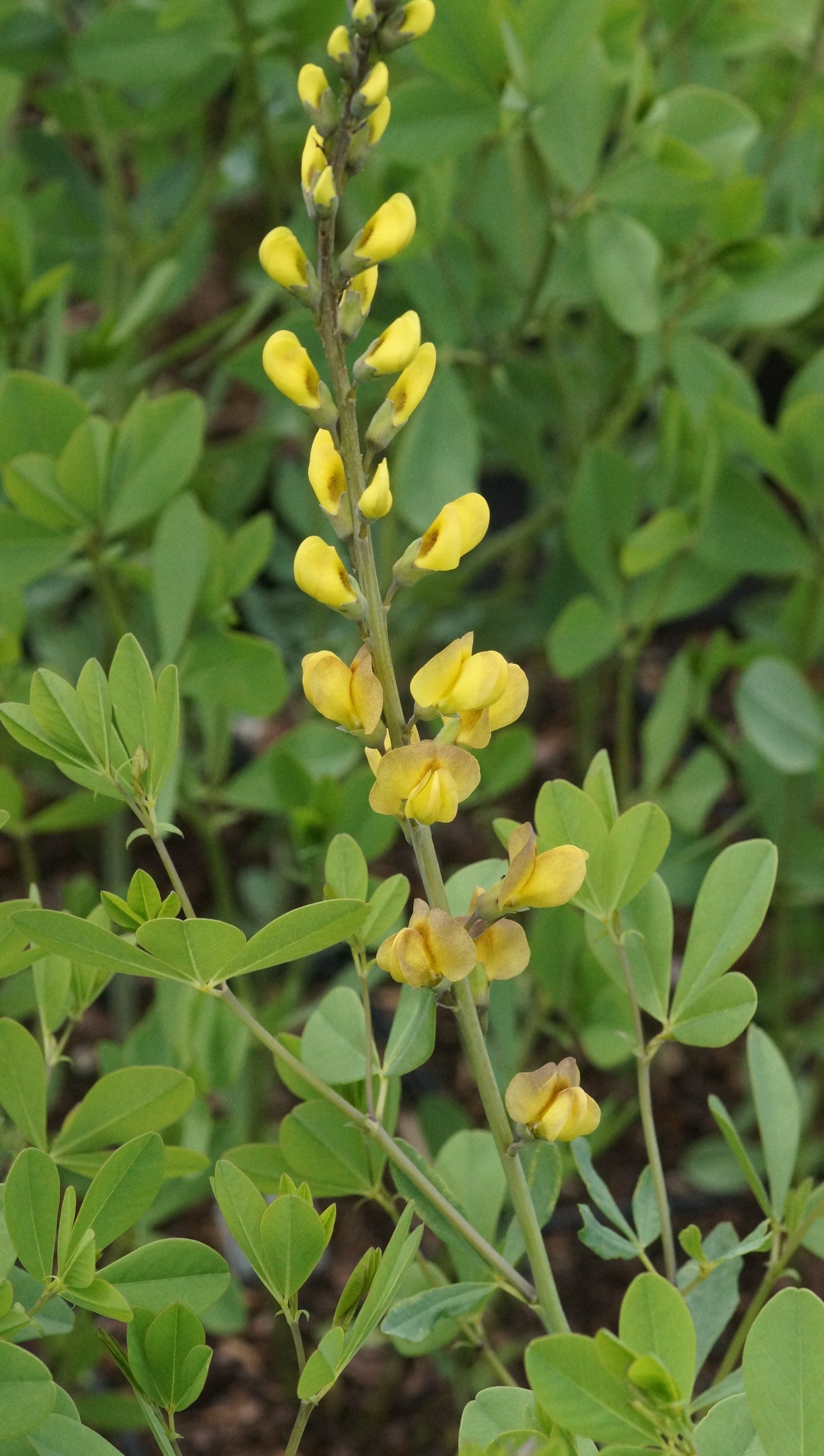 Baptisia Hybride 'Solar Flare' - Indigolupine