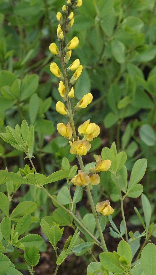 Baptisia Hybride 'Solar Flare' - Indigolupine