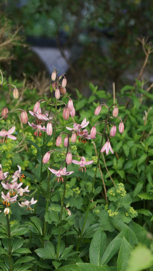 Lilium Martagon-Hybride 'Pink Morning' - Türkenbund-Lilie