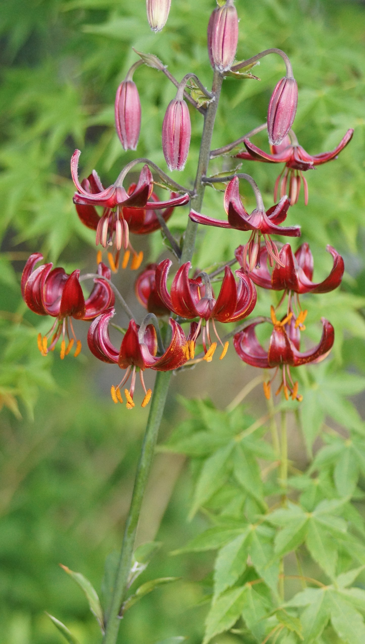 Lilium Martagon-Hybride 'Claude Shride' - Türkenbund-Lilie
