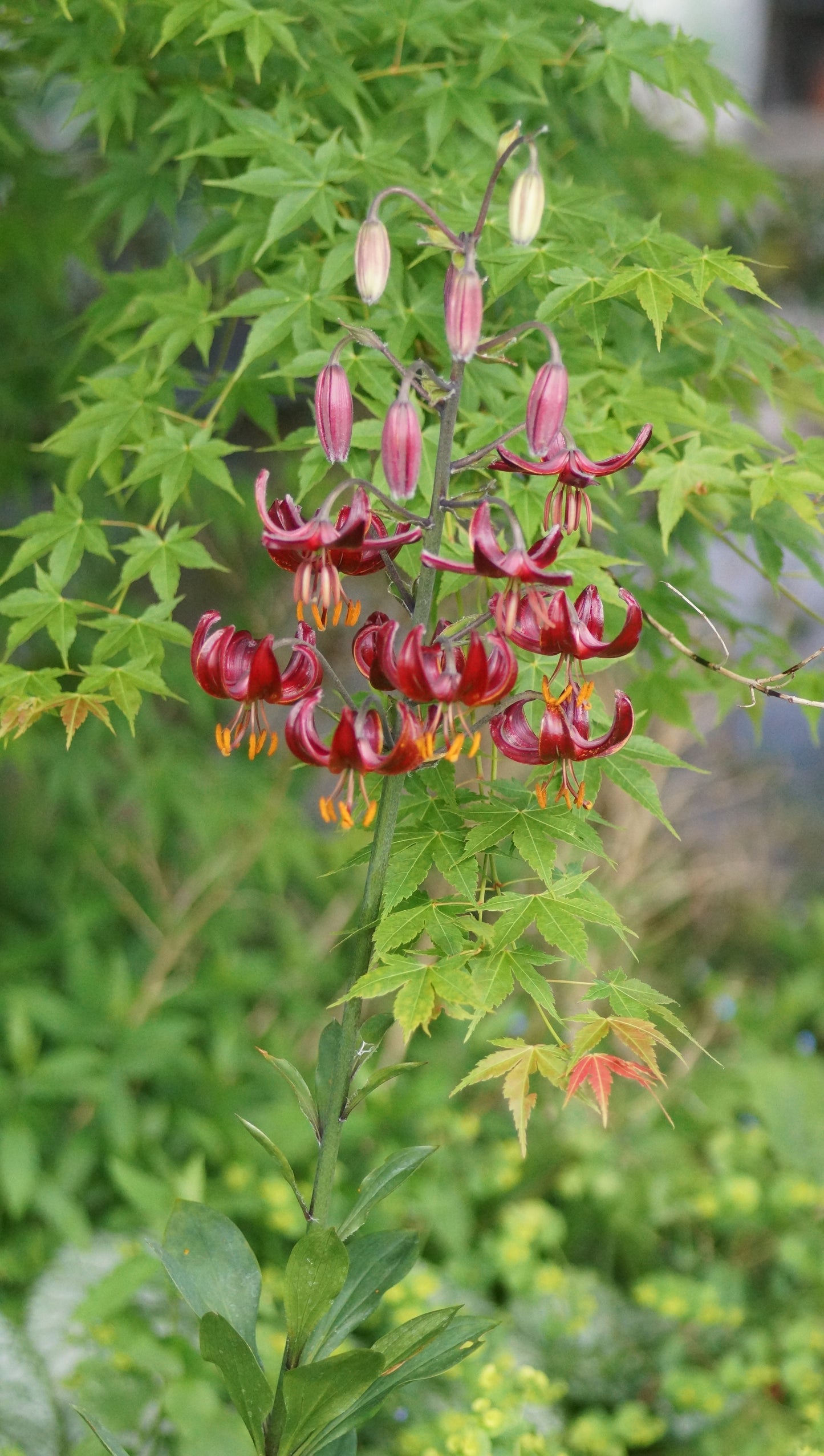 Lilium Martagon-Hybride 'Claude Shride' - Türkenbund-Lilie
