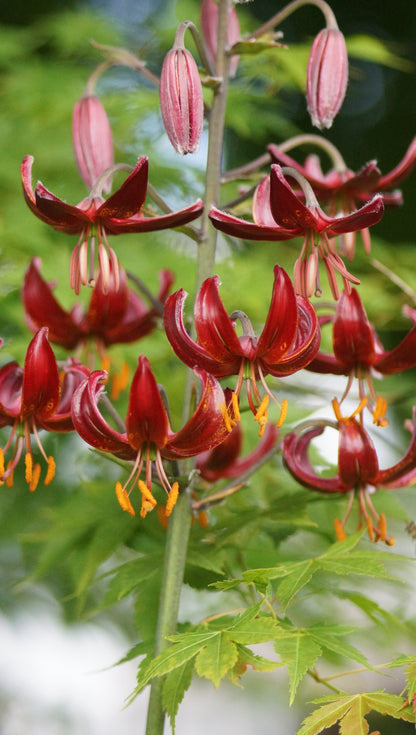 Lilium Martagon-Hybride 'Claude Shride' - Türkenbund-Lilie
