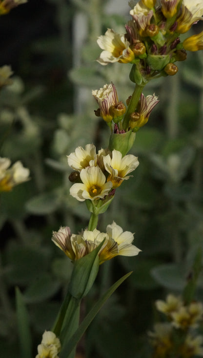 Sisyrinchium striatum - Blassgelbäugige Binsenlilie