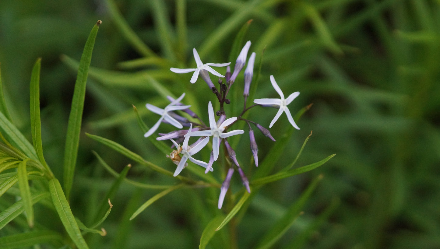 Amsonia ciliata x hubrichtii 'Ernst Pagels' - Blausternbusch