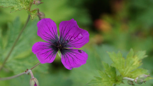 Geranium psilostemon 'Dragon Heart' - Armenischer Storchschnabel