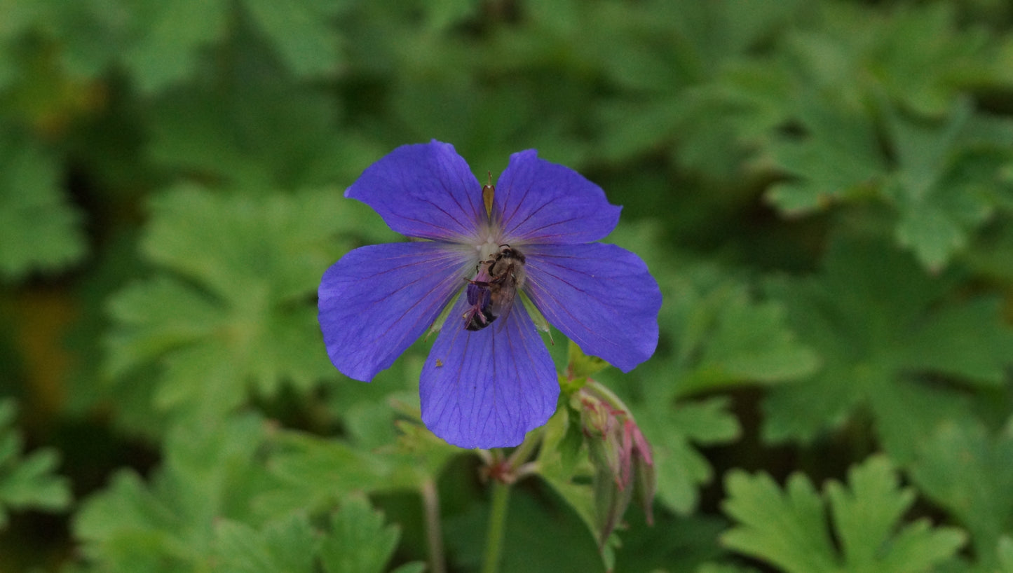 Geranium himalayense - Himalaya-Storchschnabel
