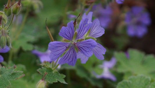 Geranium Renardii-Hybride 'Phillippe Vapelle' - Kaukasus-Storchschnabel