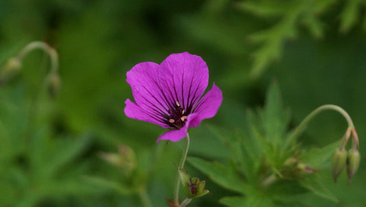 Geranium psilostemon 'Patricia' - Armenischer Storchschnabel