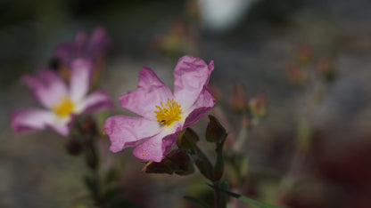 Cistus x lenis ' Grayswood Pink' - Zistrosa