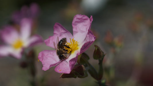 Cistus x lenis ' Grayswood Pink' - Zistrosa