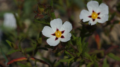 Cistus x monspeliensis 'Christopher Gabel' - Zistrose