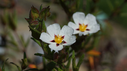 Cistus x monspeliensis 'Christopher Gabel' - Zistrose