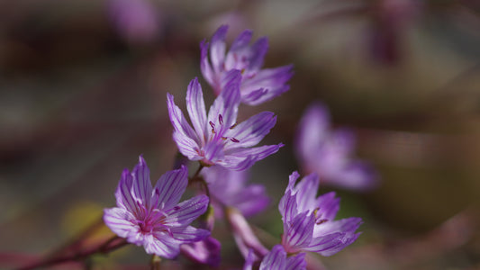 Lewisia columbiana 'Sweetheart' - Bitterwurz
