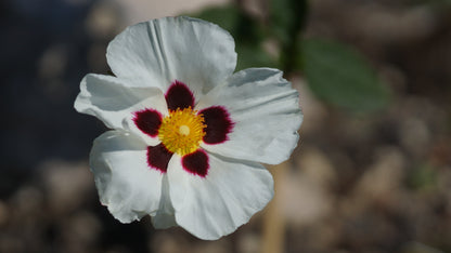 Cistus populifolius x inflatus 'Snow Fire' - Zistrose