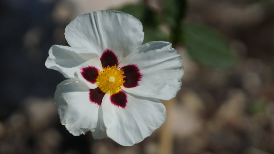 Cistus populifolius x inflatus 'Snow Fire' - Zistrose