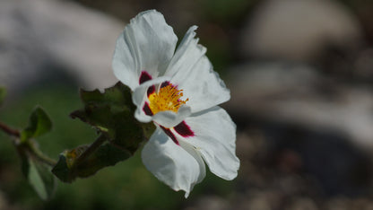 Cistus populifolius x inflatus 'Snow Fire' - Zistrose