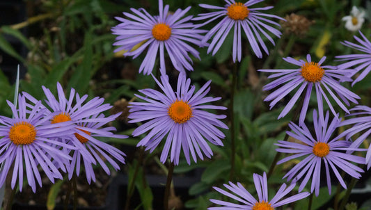 Aster tongolensis 'Napsbury' - Frühsommer-Aster