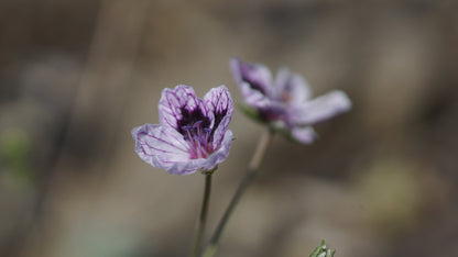Erodium rupestre 'Silver Form' - Reiherschnabel