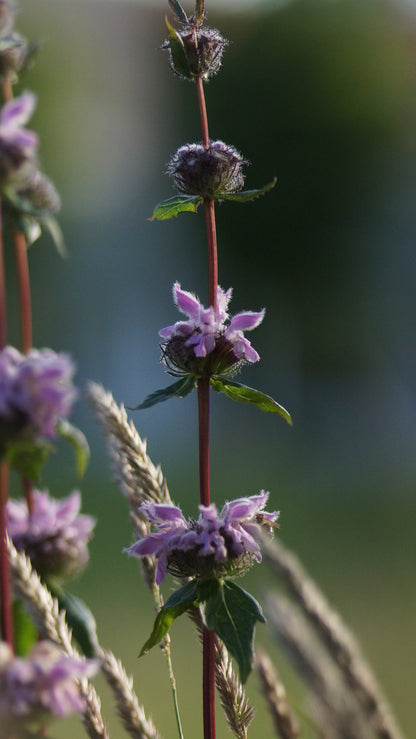 Phlomoides tuberosa 'Amazone' - Knollen-Brantkraut