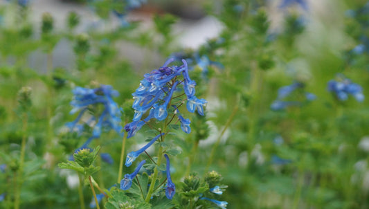 Corydalis calycosa - Blauer Lerchensporn