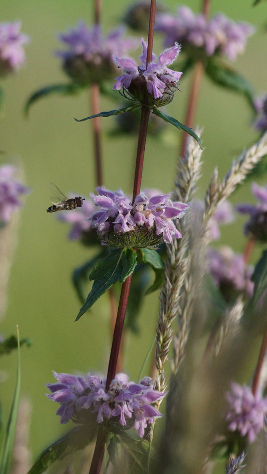 Phlomoides tuberosa 'Amazone' - Knollen-Brantkraut